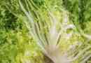 Escarole से कड़वाहट कैसे दूर करें