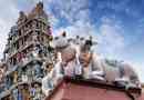 कामधेनु गाय की पूजा कैसे करें