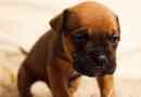 Parvovirus वाला कुत्ता क्या खा सकता है?