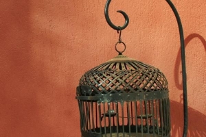 सही पक्षी पिंजरा कैसे चुनें
