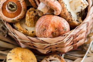 Chanterelles को कैसे साफ करें
