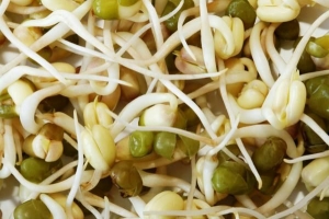 घर पर मूंग अंकुरित कैसे उगाएं