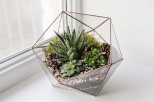 कैसे एक DIY रसीला टेरारियम बनाने के लिए - कांच के कटोरे के विकल्प
