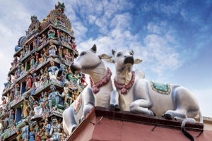 कामधेनु गाय की पूजा कैसे करें