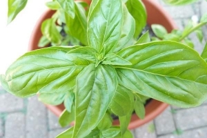 सर्वश्रेष्ठ सुगंधित घर के पौधे