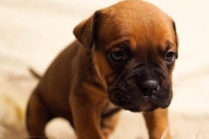 Parvovirus वाला कुत्ता क्या खा सकता है?
