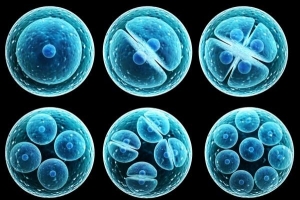 समसूत्रीविभाजन और अर्धसूत्रीविभाजन के बीच अंतर क्या है??